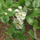 Image of green hawthorn