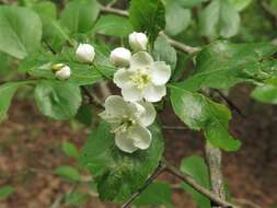 Image of green hawthorn