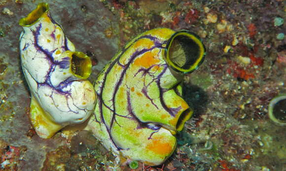 Image of Ox heart ascidian