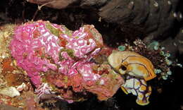 Image of Yellow encrusting ascidian