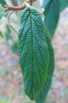 Plancia ëd Viburnum rhytidophyllum Hemsl. ex Forb. & Hemsl.