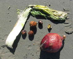 Image of garden onion