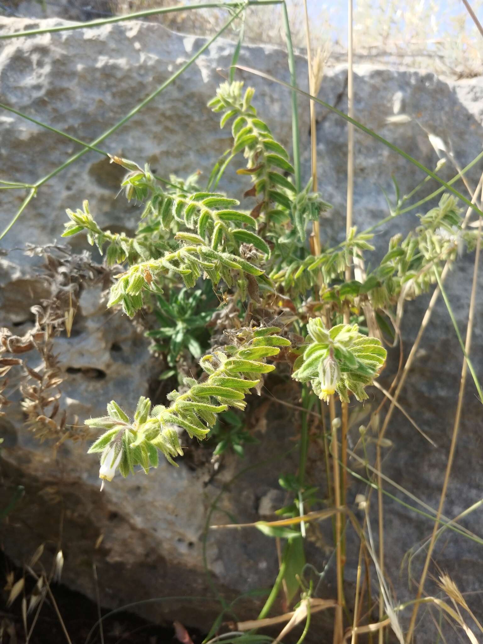 صورة Podonosma orientalis (L.) Feinbr.