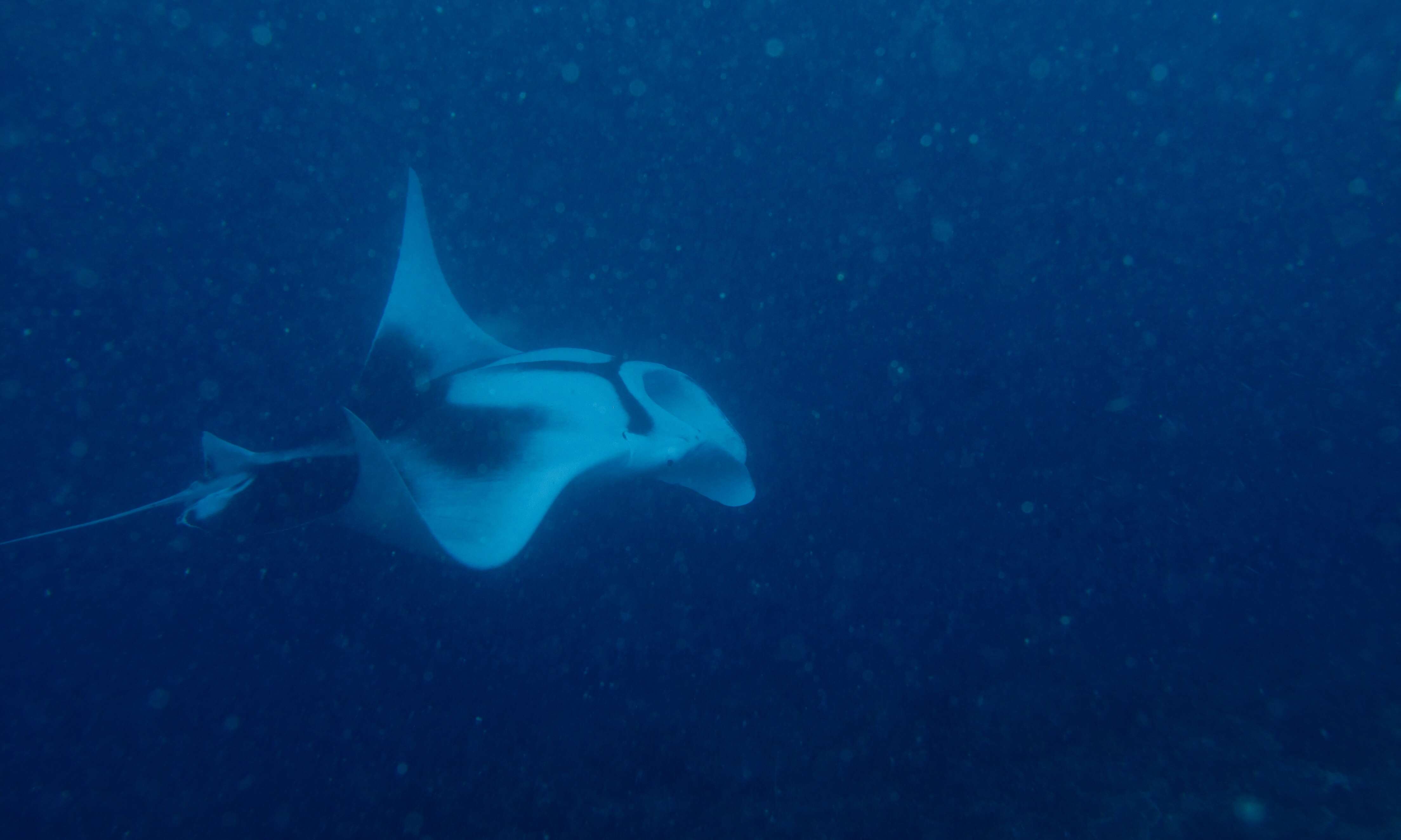 Image of Chevron Manta Ray