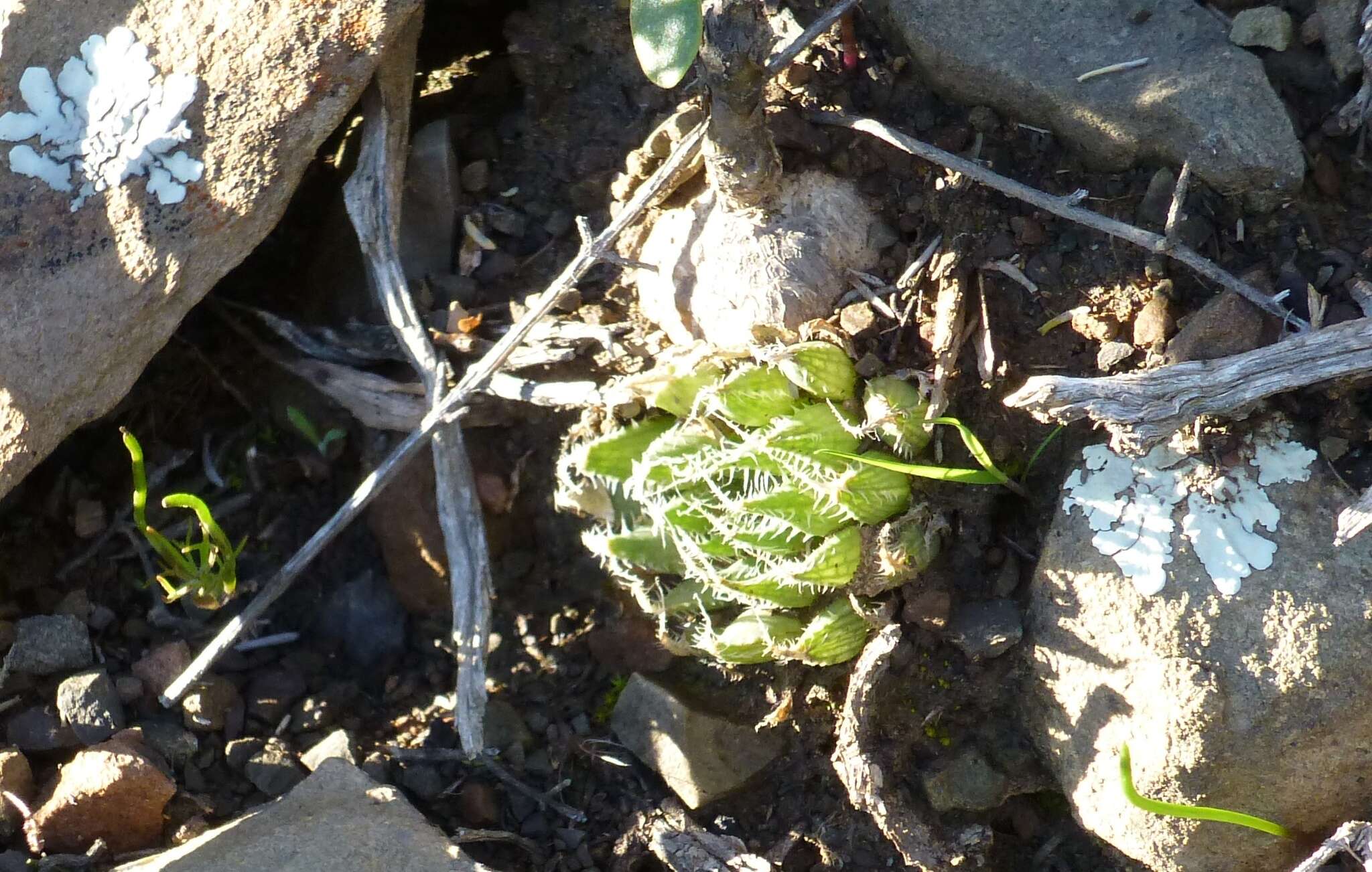 Image of Haworthia arachnoidea var. namaquensis M. B. Bayer