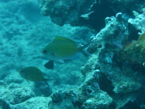 Chromis ovalis (Steindachner 1900) resmi