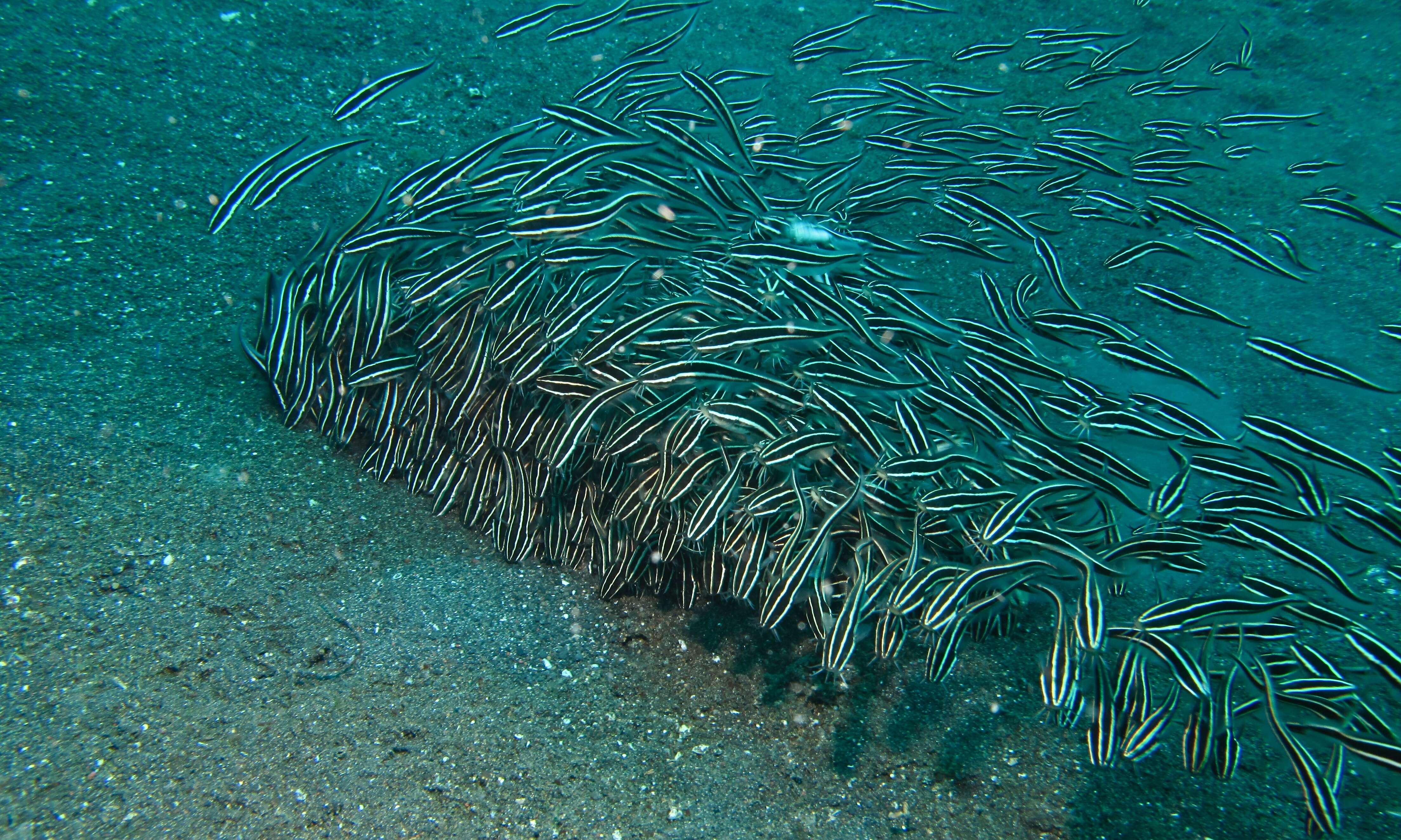 Imagem de Plotosus lineatus (Thunberg 1787)