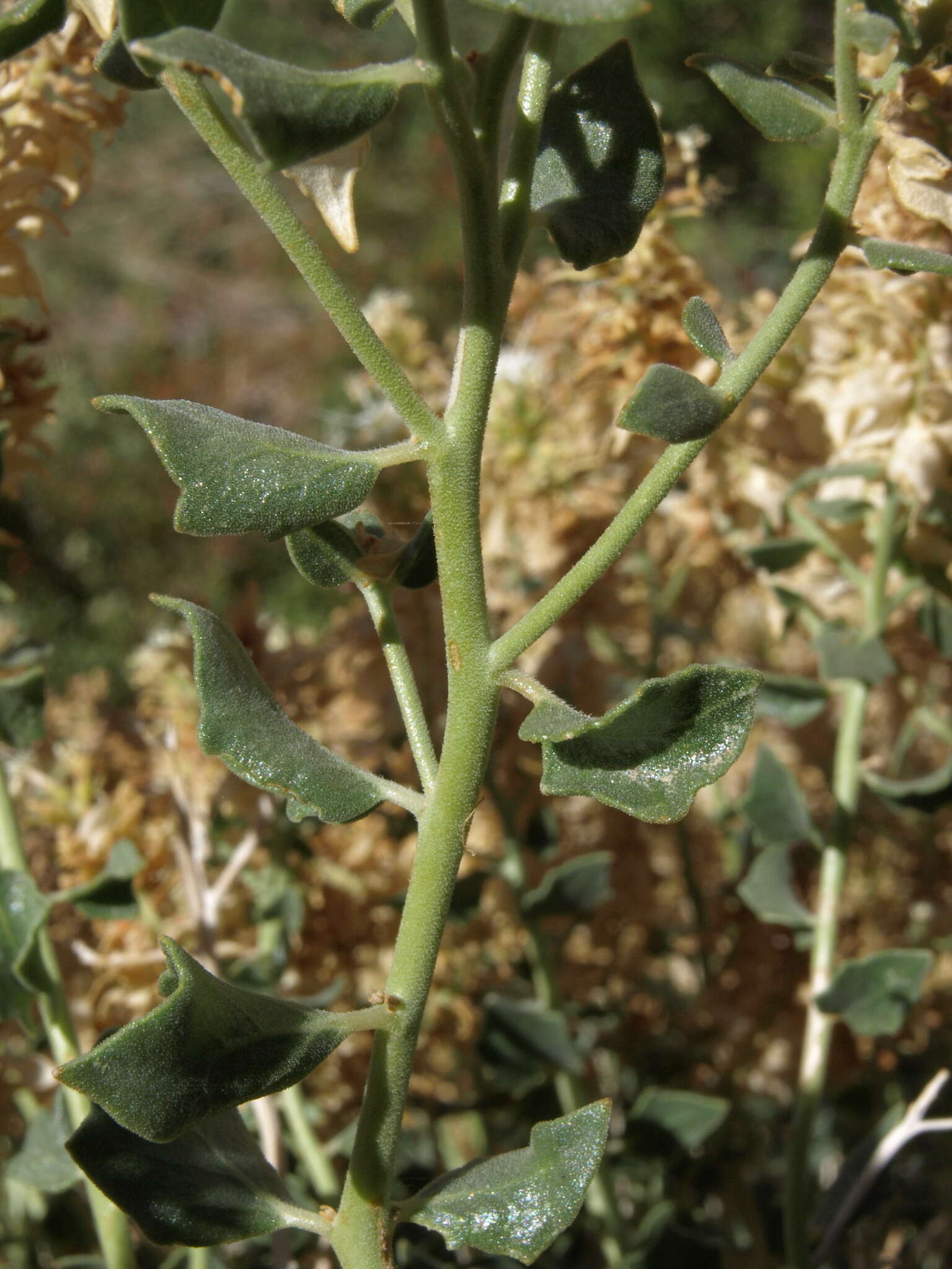 Image of shinyleaf sandpaper plant