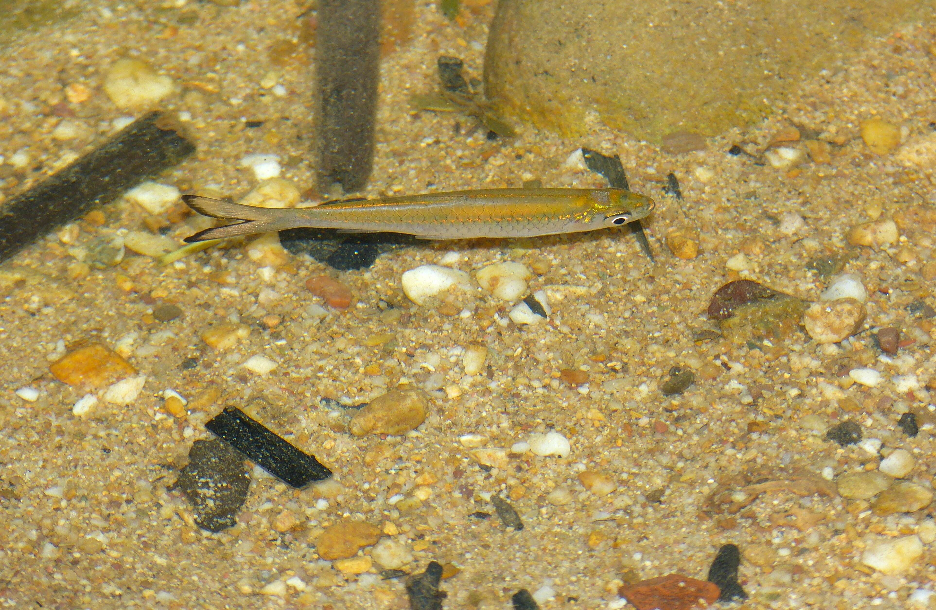 Image of Silver rasbora