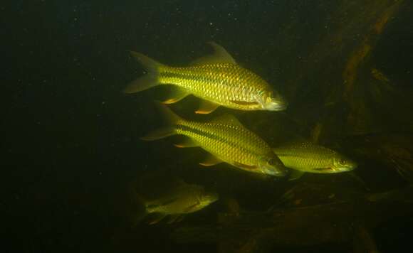 Image of Waandersii's Hard-lipped Barb