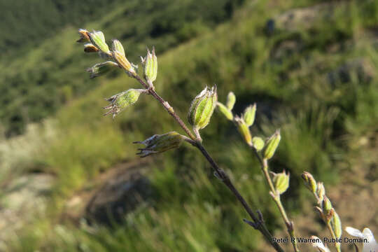 Слика од Syncolostemon parviflorus E. Mey. ex Benth.