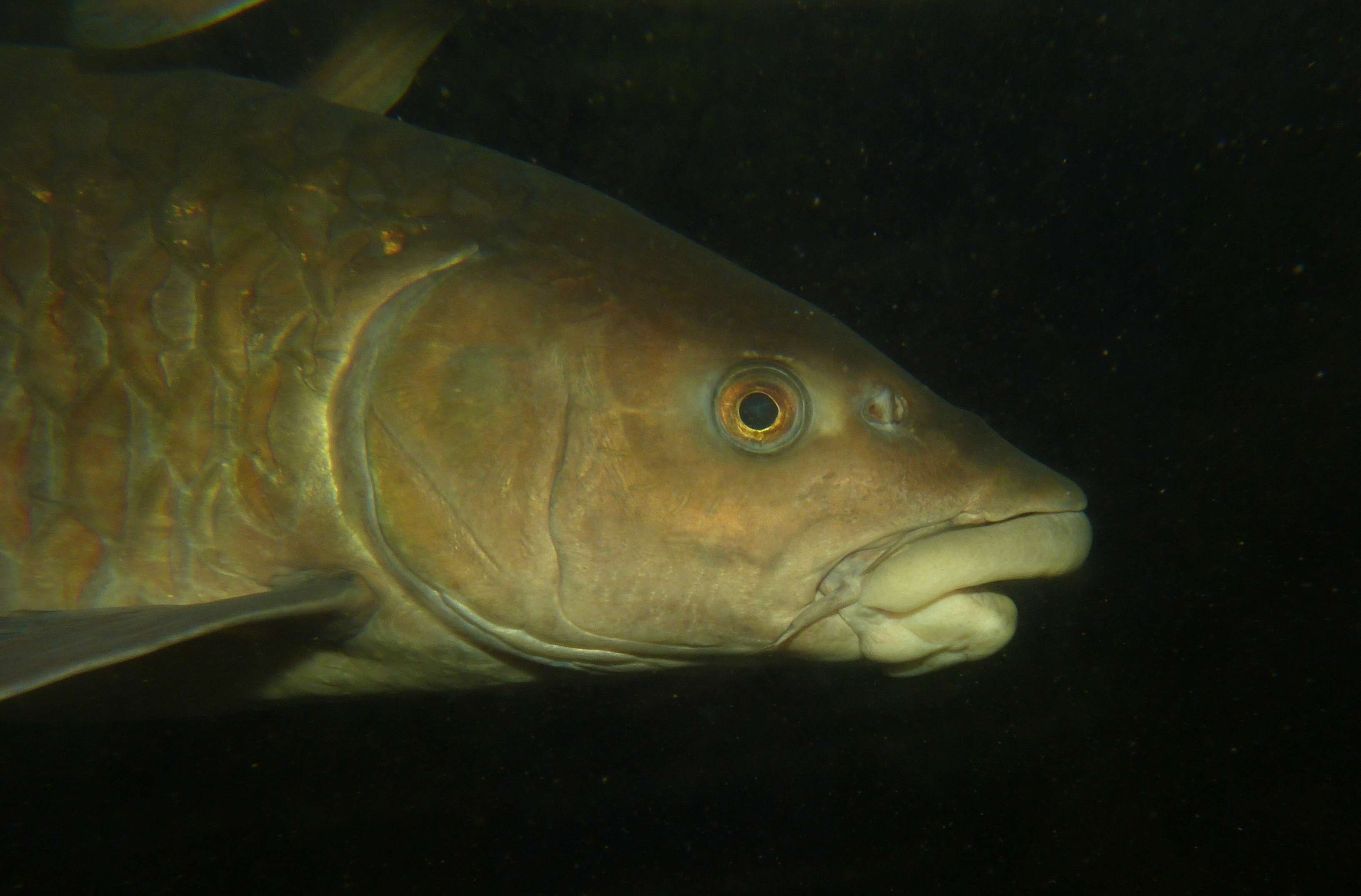 Image of Greater brook carp