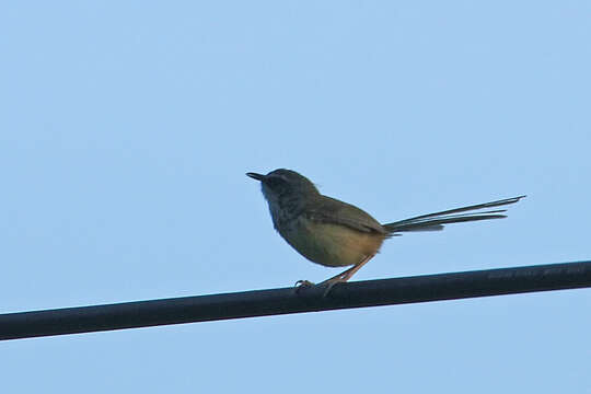 Image of Hill Prinia