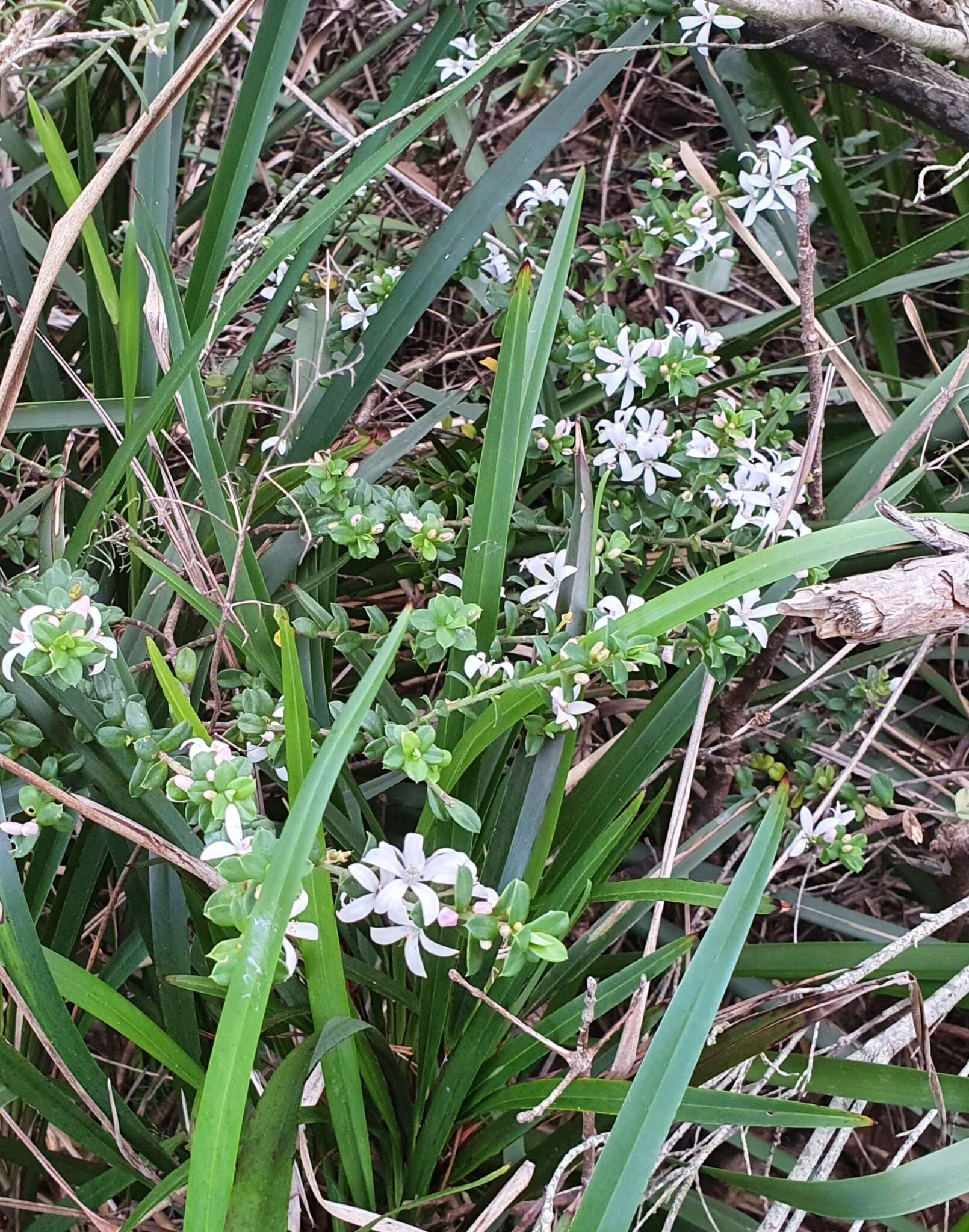 Image of Philotheca buxifolia subsp. buxifolia