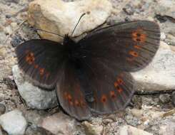 Image of Almond-eyed Ringlet