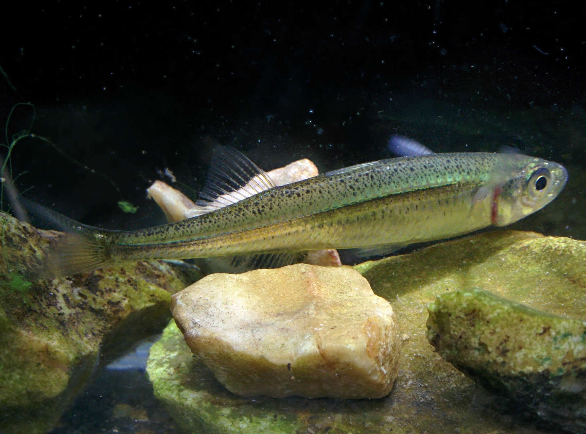 Image of Big-scale Sand Smelt