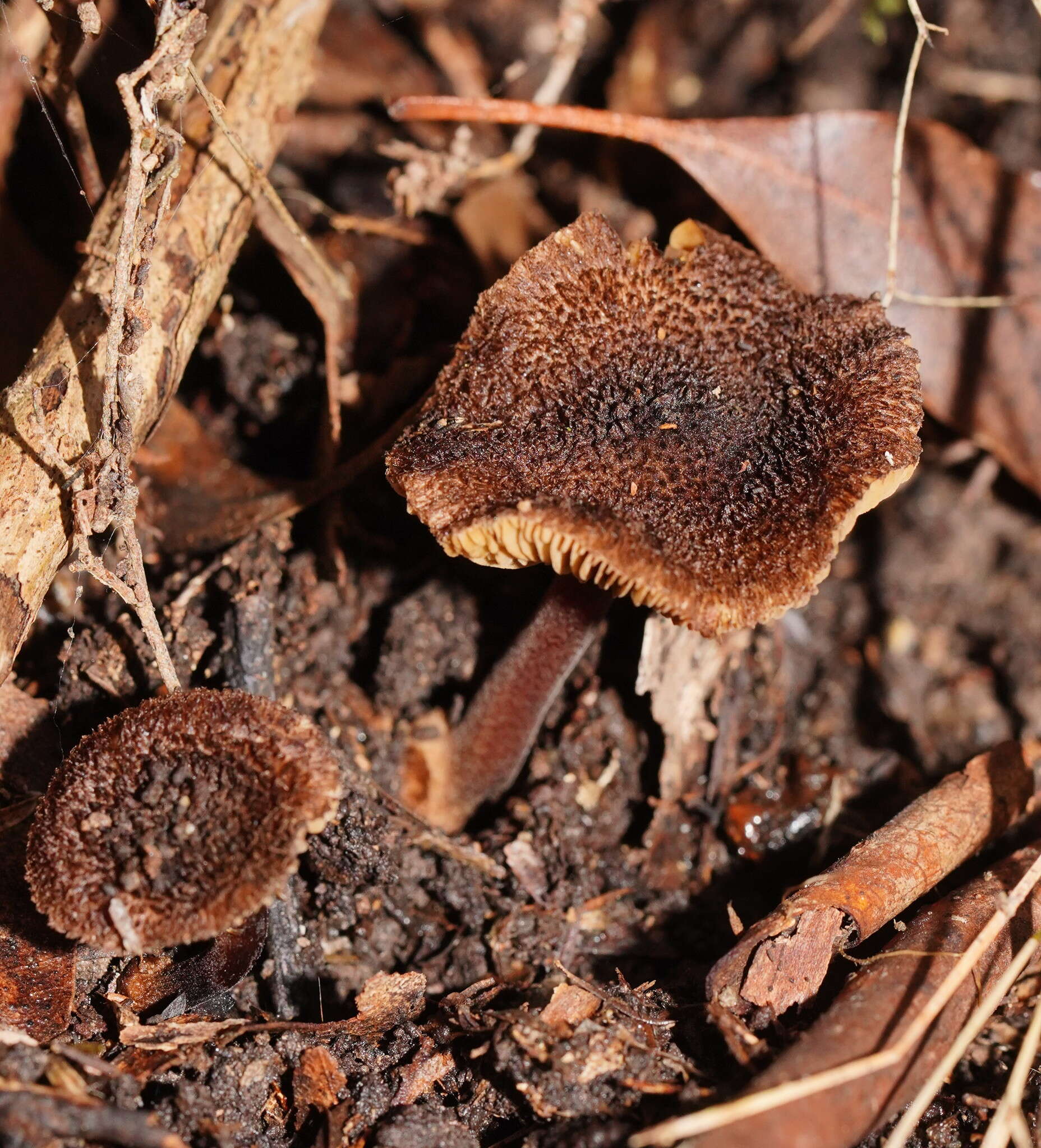 Image of Inocybe fibrillosibrunnea O. K. Mill. & R. N. Hilton 1987