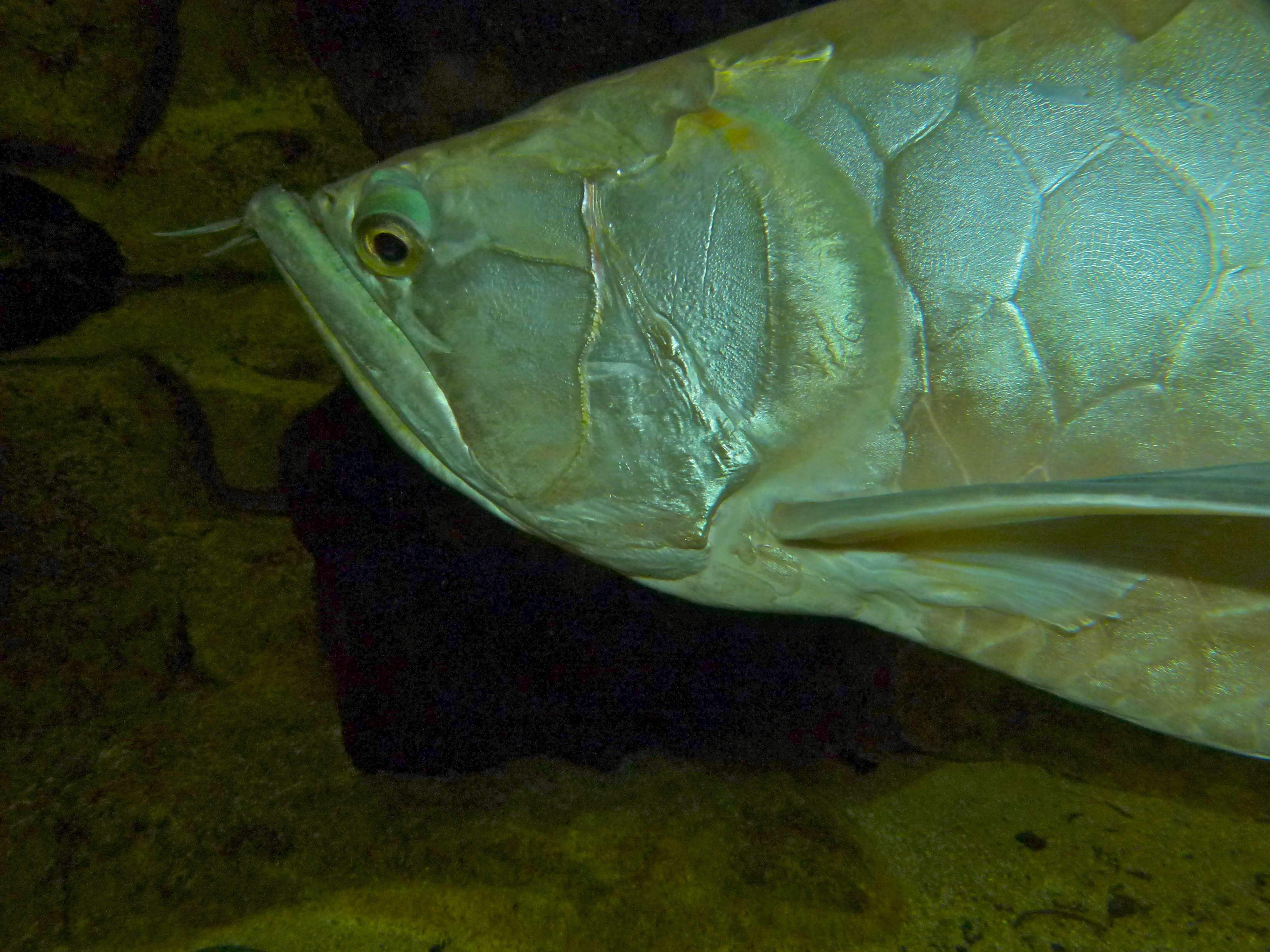 Image of silver arowana