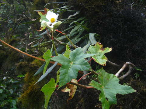 Слика од Begonia acerifolia Kunth