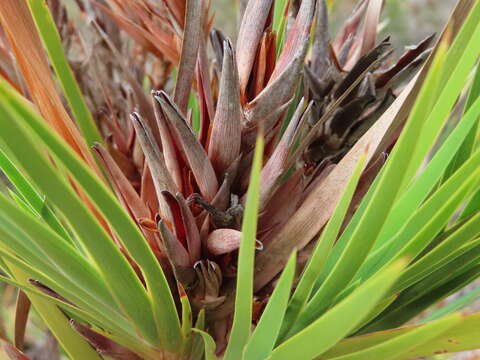 Image of Bokmakierie's tail