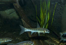 Image of Gudgeon