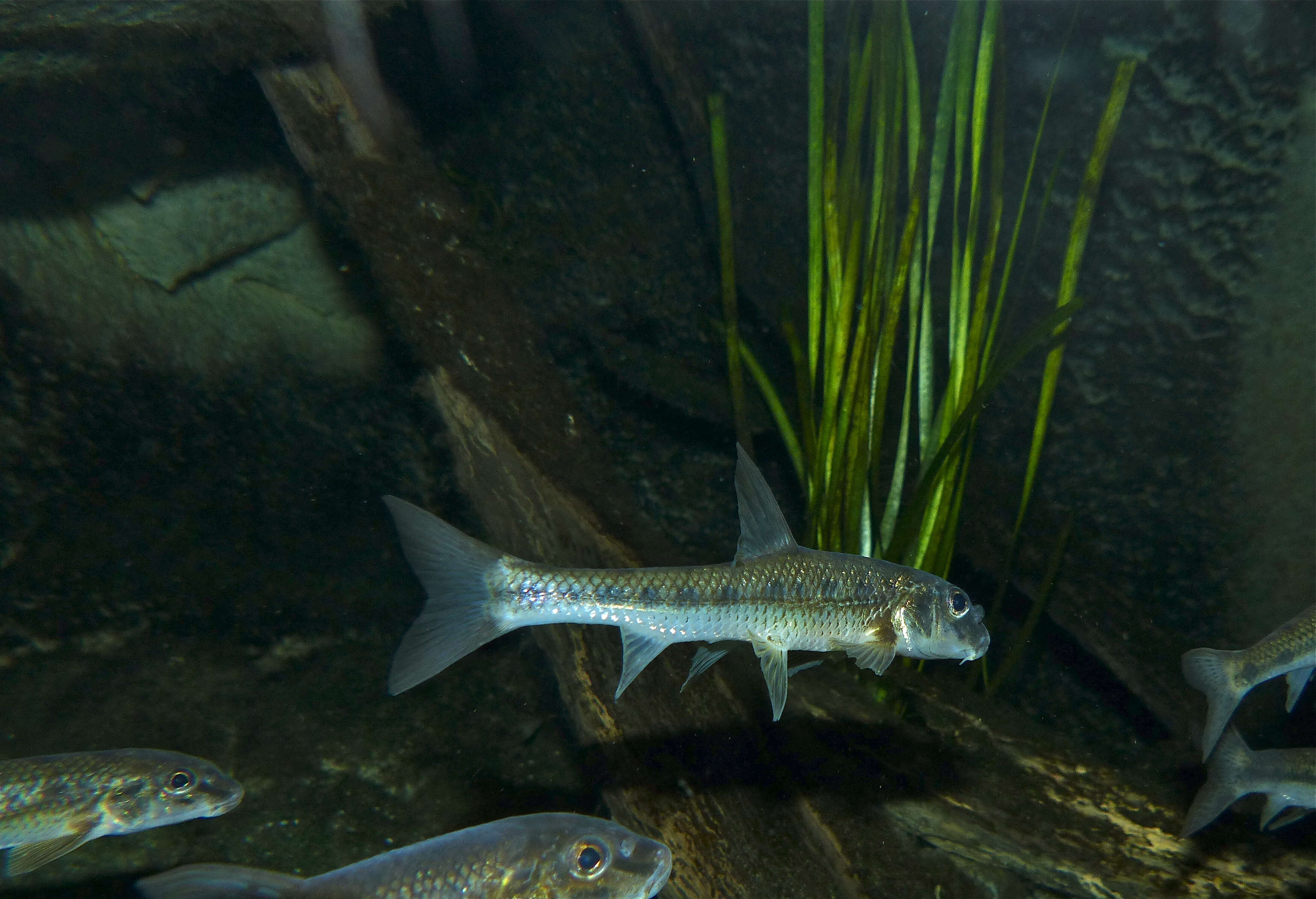 Image of Gudgeon