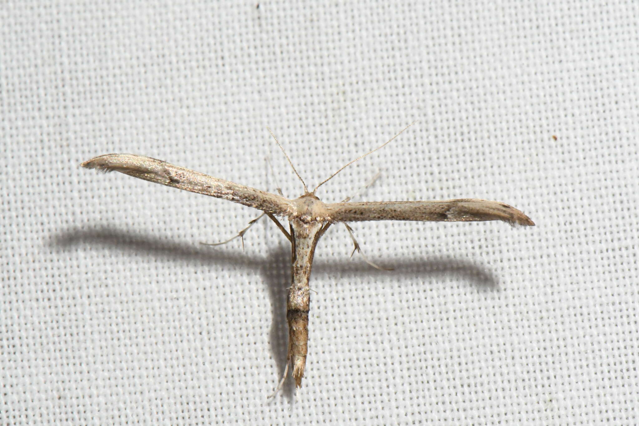 Image of Eupatorium Plume Moth