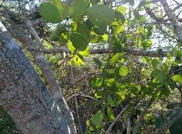 Image of Galápagos leatherleaf