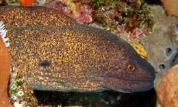 Image of Yellow edged moray