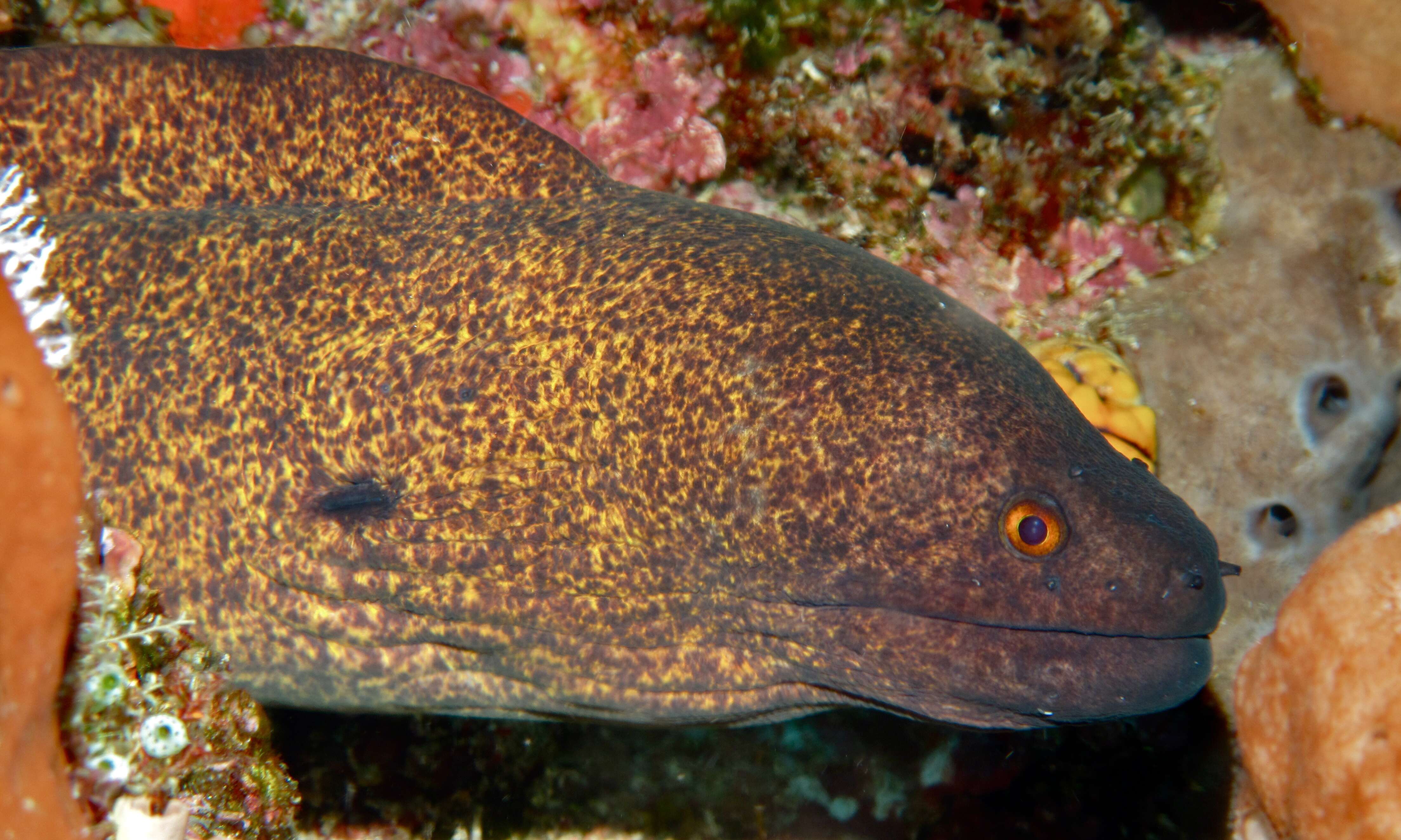 Image of Yellow edged moray