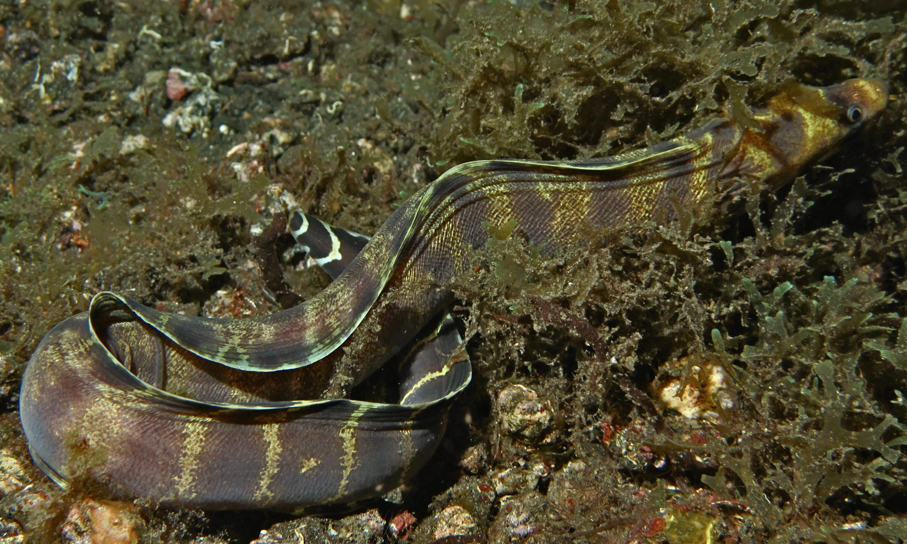 Image of Barred moray