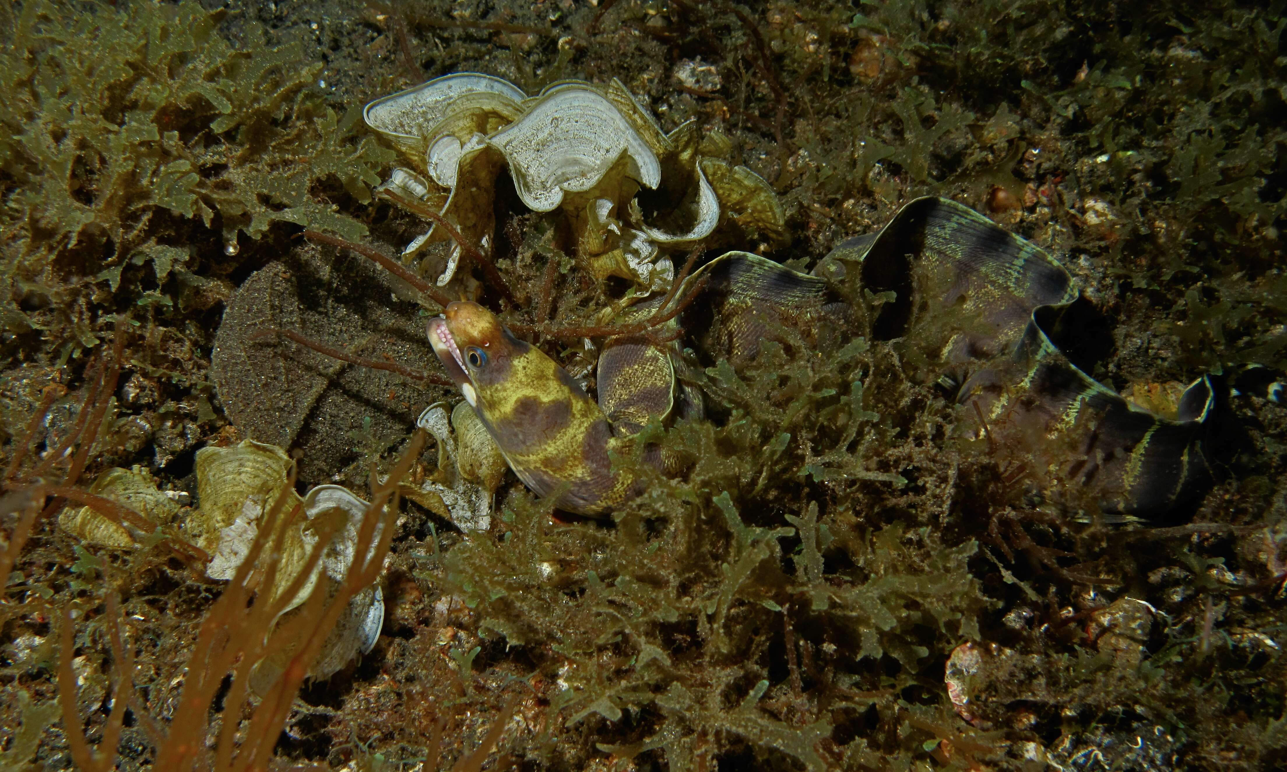 Image of Barred moray