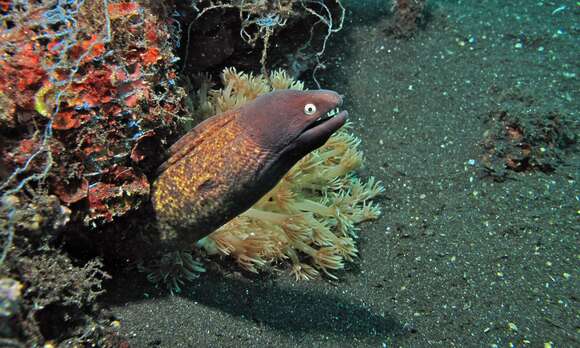 Image of Greyface moray