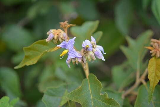 Image of devil's fig