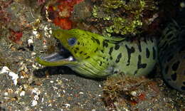 Image of Fimbriated moray