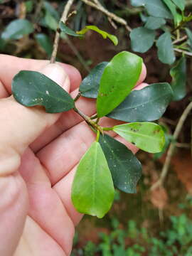 Imagem de Ficus craterostoma Warb. ex Mildbr. & Burr.