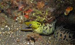 Image of Fimbriated moray