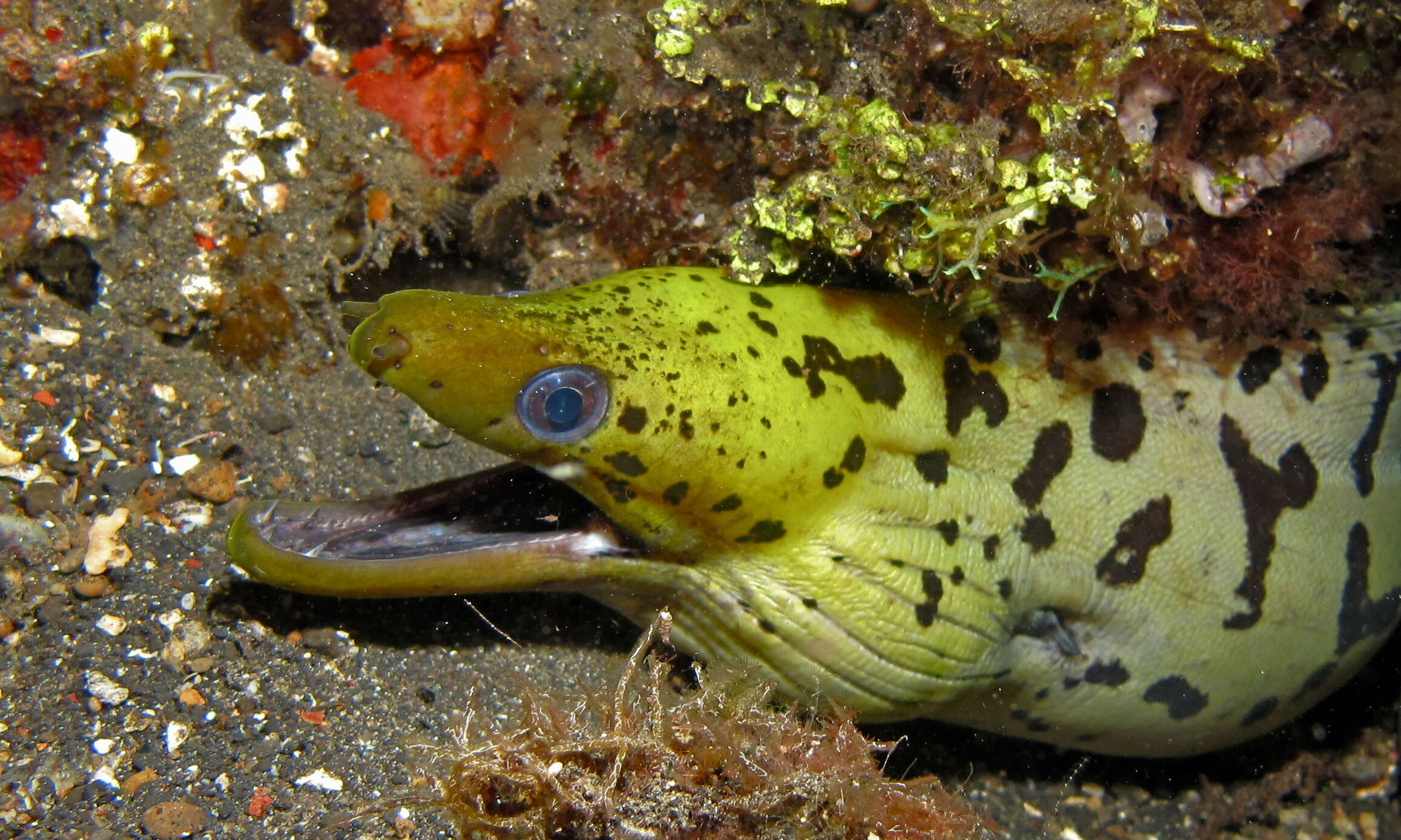 Image of Fimbriated moray