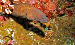 Image of Yellow edged moray