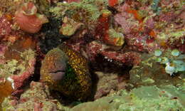 Image of Yellow edged moray