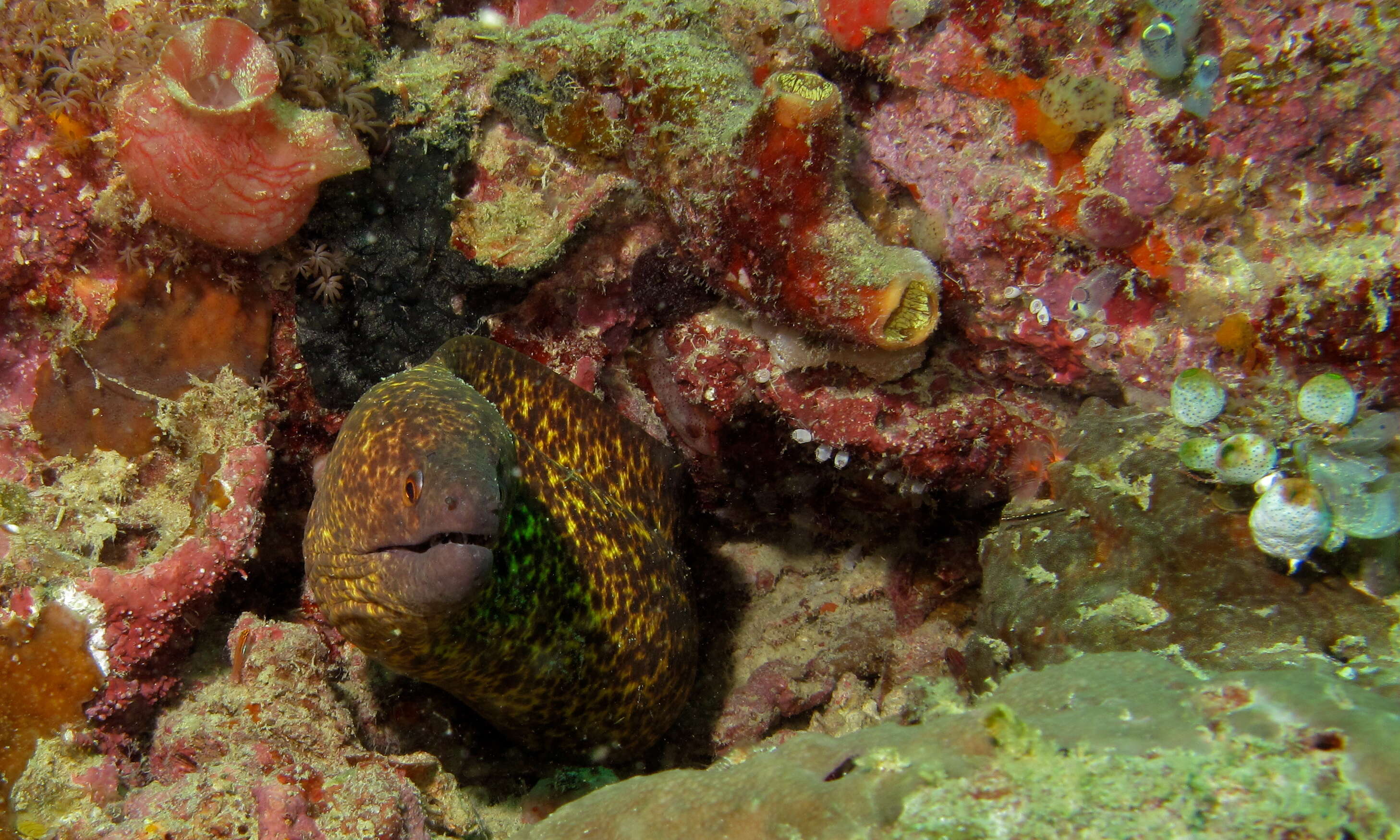 Image of Yellow edged moray