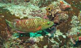 Image of Greyface moray