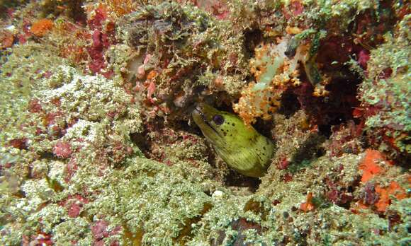 Image of Fimbriated moray