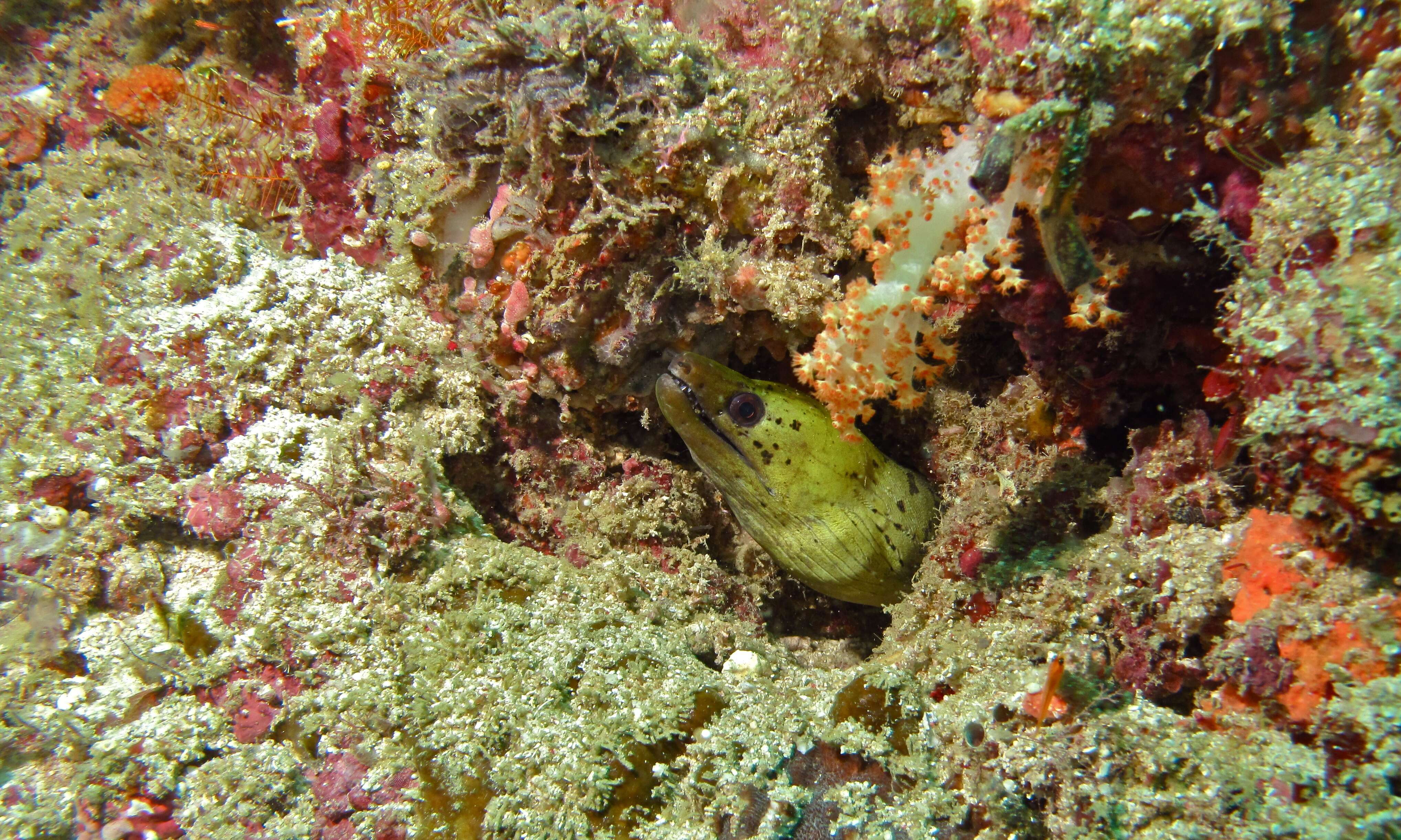 Image of Fimbriated moray