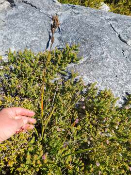 Image of Tetraria eximia C. B. Clarke