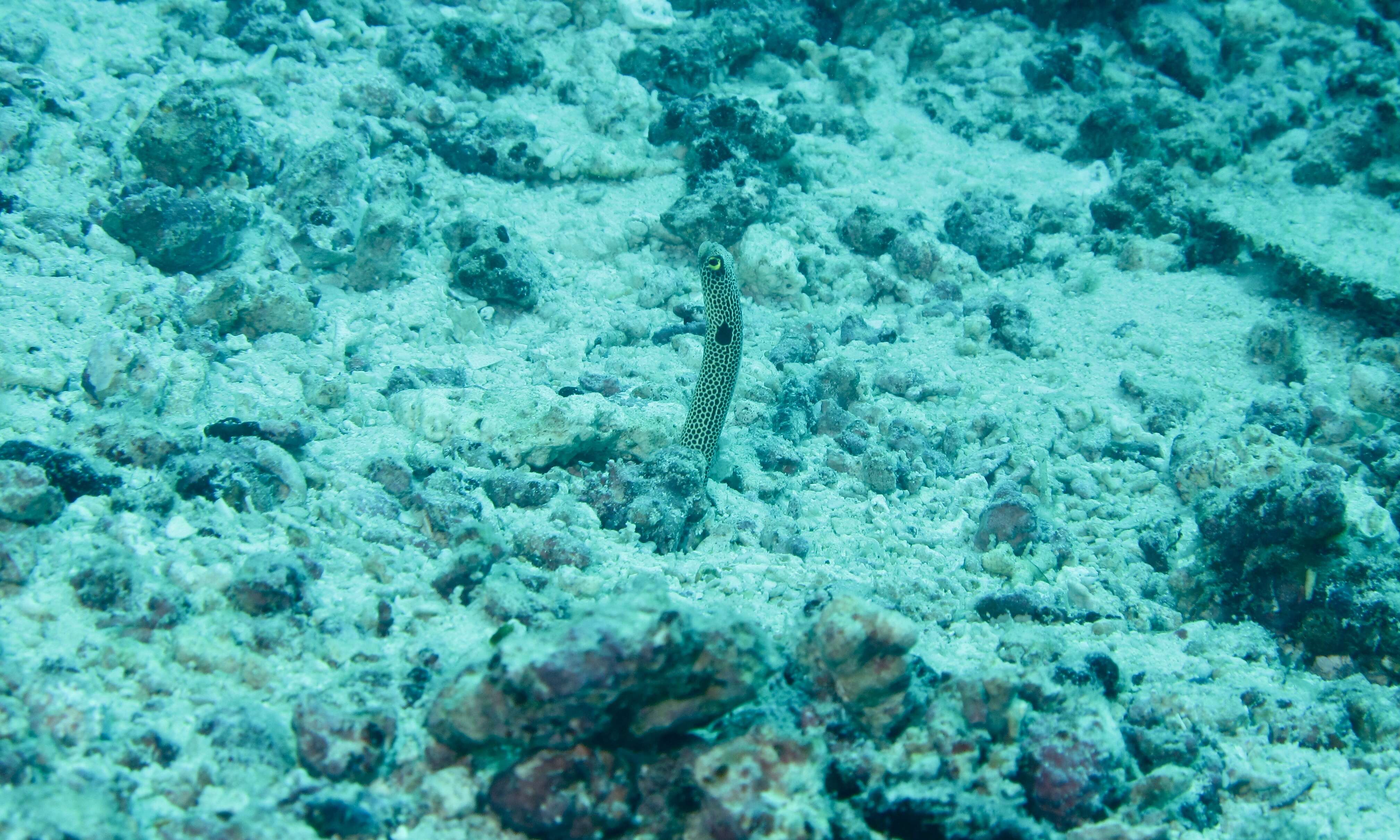 Image of Black spotted garden eel