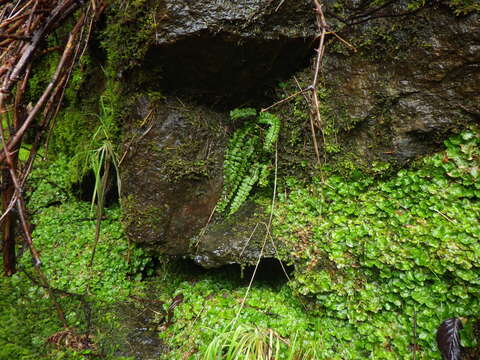 Image de Asplenium trichomanes subsp. trichomanes