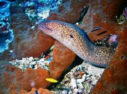 Image of Yellow edged moray