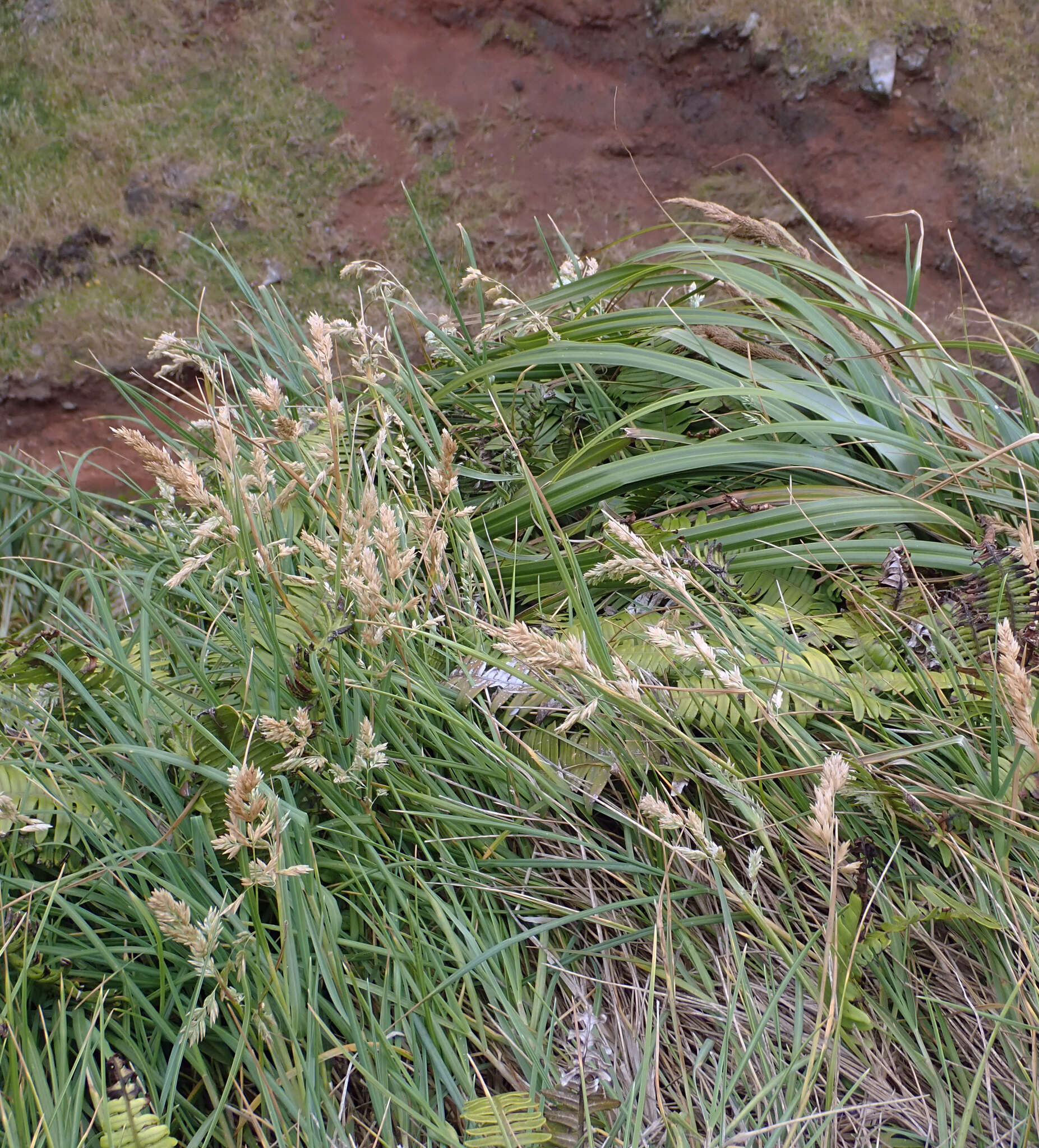 Image of Poa chathamica Petrie