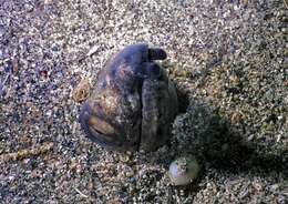 Image of Highfin snake eel